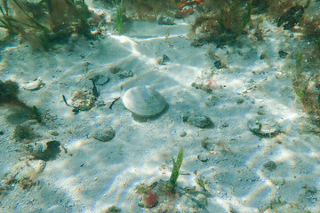 Clamshell on the ocean floor