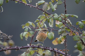 tarabilla apoyada en una silva en invierno