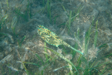 Pufferfish swimming in the ocean