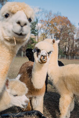 alpacas