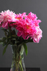 A bouquet of lush garden peony, pink in color, in a vase on a gray background.