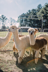 Alpacas