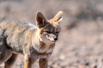 Naklejka na ściany i meble South American gray fox, lycalopex griseus or zorro chilla, portrait in the desert of Coquimbo region, Chile
