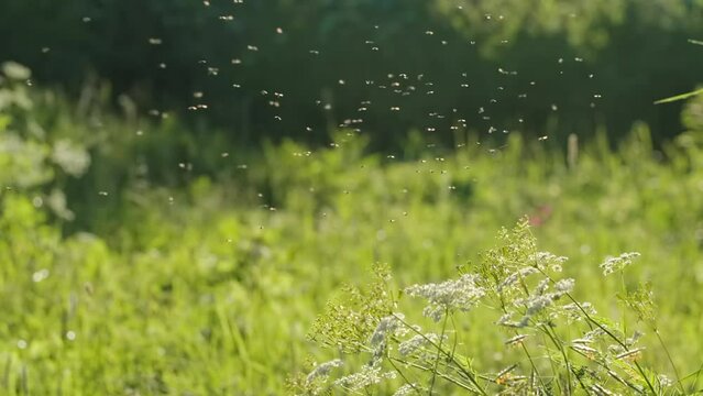 Small midges . Creative.A lot of flies are circling around the flowers and the sun is shining brightly on them.