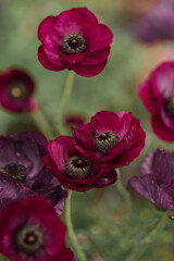 Flower fields