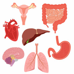 Cartoon human body organs - lungs, intestines, heart, uterus, liver, brain, stomach. Internal organs anatomy - obrazy, fototapety, plakaty