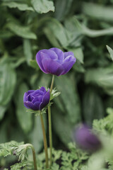 Obraz na płótnie Canvas Purple Anemones