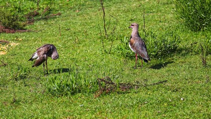 A beautiful  Southern lapwing walking across the lawn.