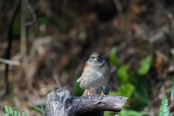 pale thrush in the field