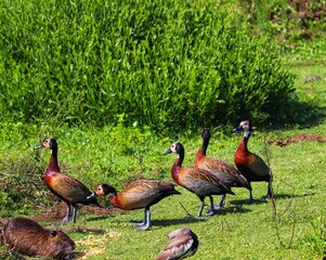 Different species coexisting in harmony in the same habitat.