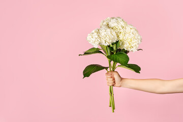 Hand holds a bouquet of beautiful tender white hydrangea on light pink background Flowers as gift for teacher's day, mother's day, international women's day or Valentine's day. Banner with copy space.