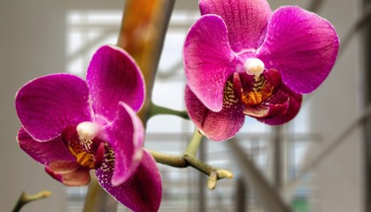 Beautiful fresh purple orchid flower.