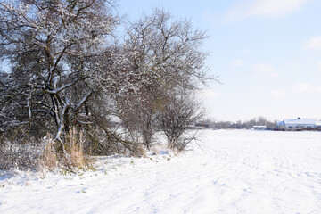 Winter in village, tree and vegetable garden in the snow