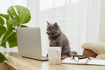 Fototapeta na wymiar A cat, a kitten sits in front of a laptop and looks at the screen. Remote work, training. Animals are like people. Funny pets