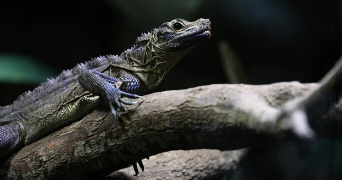 A lizard is resting in the jungle