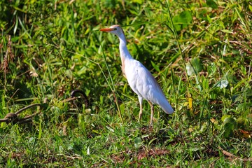 Fototapeta premium A beautiful bird walking across the lawn.