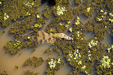 A caiman in a lagoon