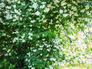 Fototapeta na wymiar Natural background of blooming jasmine