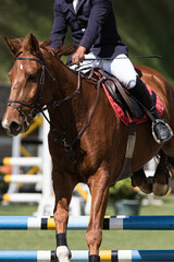 Obraz premium Salto de Caballo 