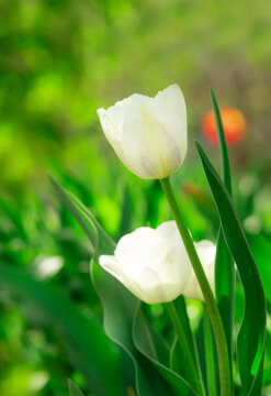 Beautiful natural background with white tulips and green grass. Vertical image
