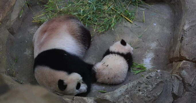 A panda is resting in the forest