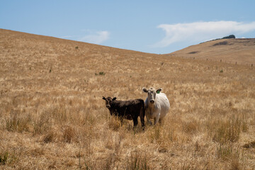 Beef cattle and cows in Australia