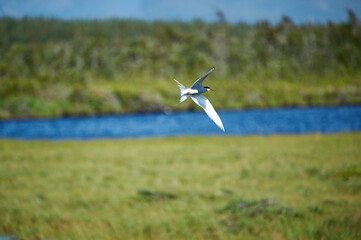 Arctic Tern
An arctic tern hunting for food in Gros Morne Newfoundland. 