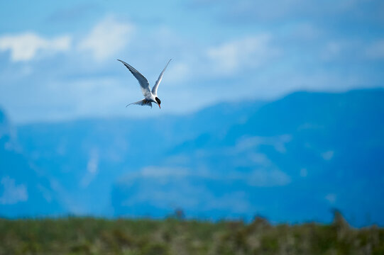 Arctic Tern
An Arctic Tern Hunting For Food In Gros Morne Newfoundland. 