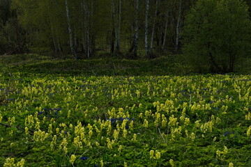 Russia. Altai Territory. Thickets of birch grove covered with blooming spring primroses.