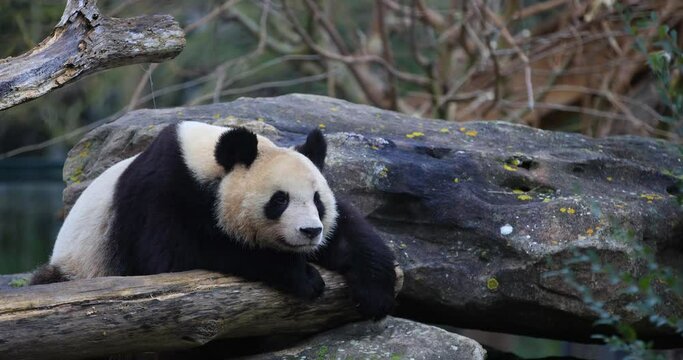 A panda is resting in the forest