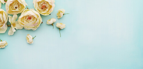 white peony flowers on blue background. backdrop with copy space