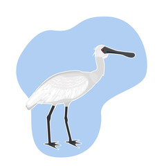 The small spoonbill bird ( Platalea minor) is listed in the Red Book. White spoonbill
