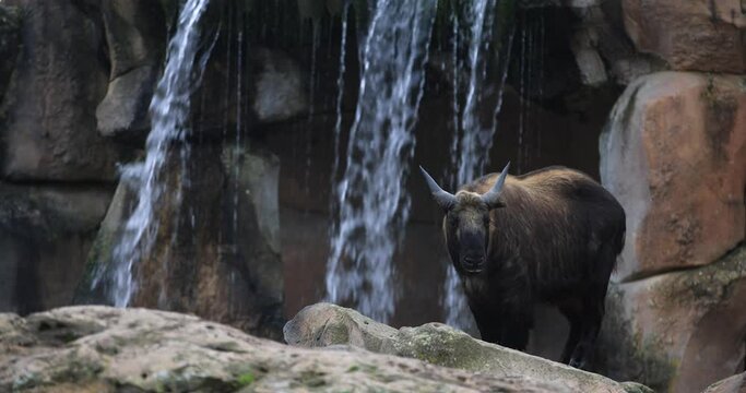 A takin walks in the mountains