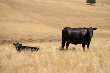 Close up of Stud speckle park Beef bulls, cows and calves grazing on grass in a field, in...