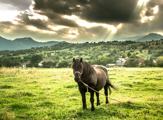 Cheval en Transylvanie en roumanie