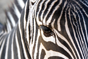 Fototapeta na wymiar Horizontal close up image of a zebra