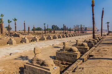 Avenue of Sphinxes in Luxor, Egypt