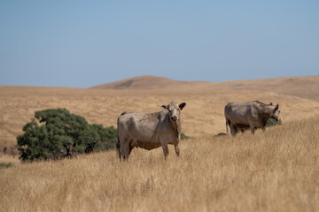 Close up of cows in the field, Angus and Murray Grey beef Cattle eating long pasture in spring and summer.