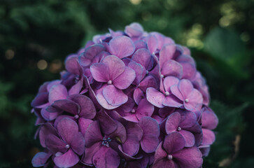 Hydrangea flower