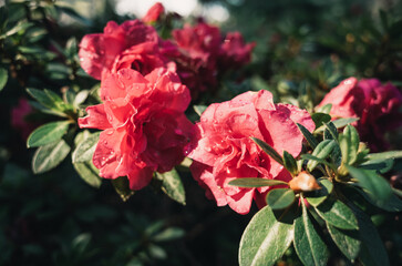 red rose bush