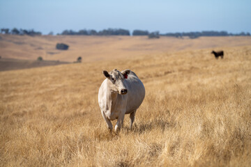 cows grazing on grass in a field, in Australia. eating hay and silage. breeds include speckle park, murray grey, angus, brangus and wagyu, in Summer