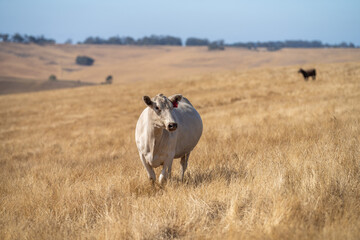 Close up of cows in the field, Angus and Murray Grey beef Cattle eating long pasture in spring and summer.