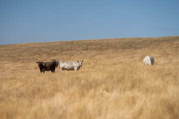 Beef cows and calves grazing on grass and pasture, Australia. eating hay and silage. breeds include speckled park, murray grey, angus and brangus.