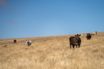 Beef cows and calves grazing on grass and pasture, Australia. eating hay and silage. breeds include speckled park, murray grey, angus and brangus.