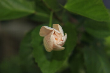 close up of a flower