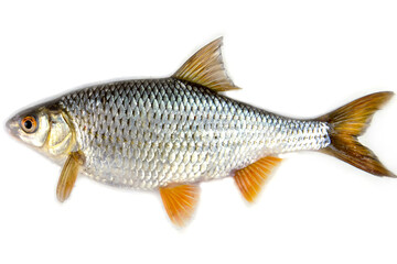 roach fish isolated on a white background