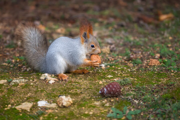 A very cute fluffy squirrel eats nuts. Feeding animals in the park, the concept of animal care