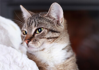 Little cute Cat lying on white fur .Gray Kitten with green eyes close up.Pet  Care concept. Place for text. Striped little Kitten sitting in the arms of a Woman. Tabby. 