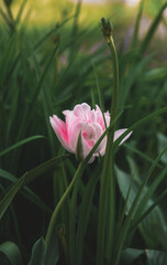 Close-up of one light pink tulip on a background of green leaves top view vertically