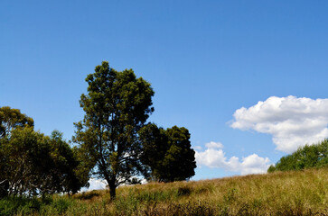 Obraz premium Trees in the countryside between Lithgow and Bathurst in Australia